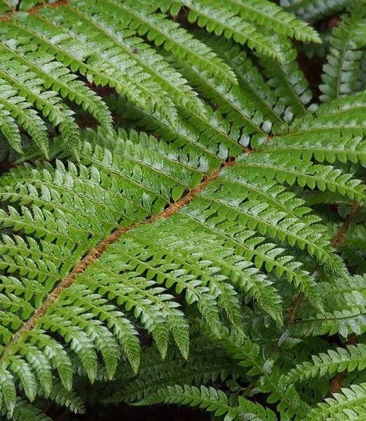 Polystichum polyblepharum